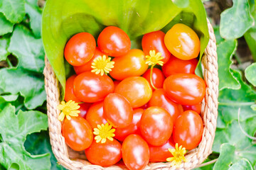 fresh red tomatoes in bamboo basket