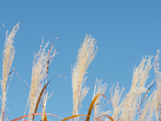 奈良県曽爾高原　秋のすすき