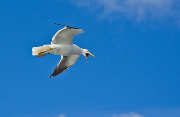 Fototapeta na wymiar Closeup of a white seagull flying in the blue sky and shouting with opened beak.