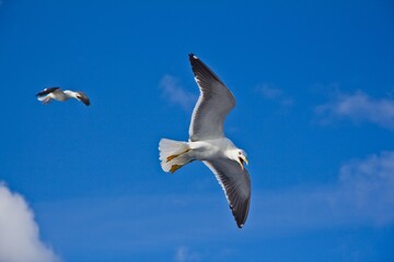 Two birds flying in the blue sky and shouting with opened beak. Closeup of a white seagull in focus.