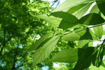 Fresh green leaves and sunbeams