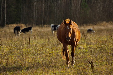 Livestock grazing on an autumn day.