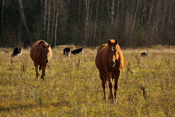 Livestock grazing on an autumn day.