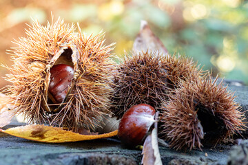 Gros plan sur des bogues contenant des ch&acirc;taignes &agrave; l'automne dans les C&eacute;vennes (Saint-Laurent-le-Minier)