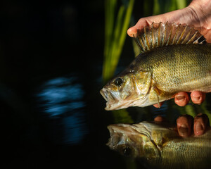 Perch release