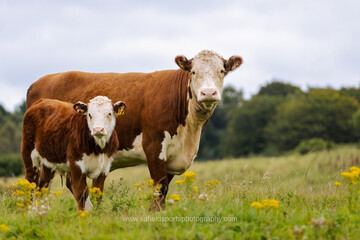 cows on a meadow