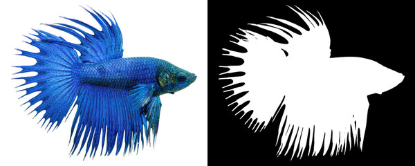 Blue betta splenden fish isolated on white background. Clipping mask included.