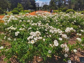 White rose - El Rosedal de Palermo (Rose Garden), Buenos Aires, Argentina. Beautiful Rose Garden at Parque Tres de Febrero, popularly known as Bosques de Palermo. It has groves, lakes, and gardens.