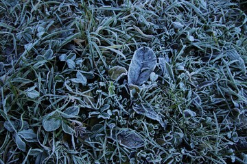 Frozen leaves