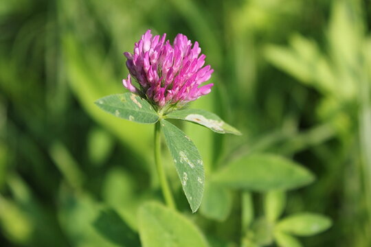 flower of a clover
