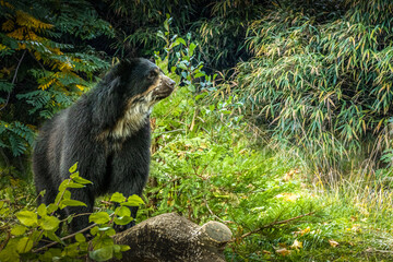 a spectacled bear in the forest