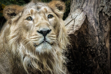 closeup of a male lion in the forest