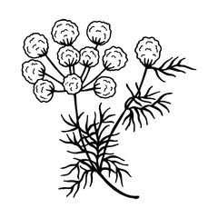 Caraway plant. Vector stock illustration eps10. Outline, hand drawing.
