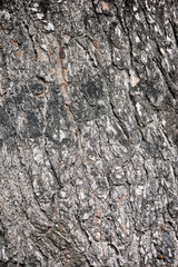 Trunk close up
