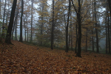 Fototapeta premium In the branches of autumn leaves