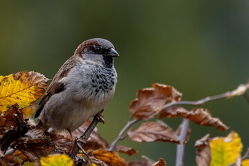 closeup of a sparrow