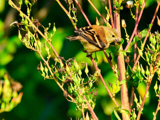 American Goldfinch Bird Female Perched on a Wildflower in the Morning Sunlight Eating Flower Buds on a Summer Day