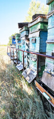 Fototapeta na wymiar Beehives in an apiary in a field