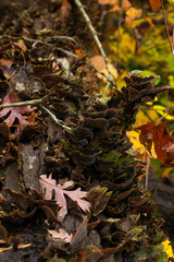 Autumn Foilage