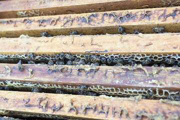 Close up view of the opened hive body showing the frames populated by honey bees.