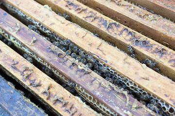 Close up view of the opened hive body showing the frames populated by honey bees.