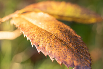Gros plan sur une feuille d'arbre aux couleurs de l'automne sous le soleil avec des gouttes d'eau...