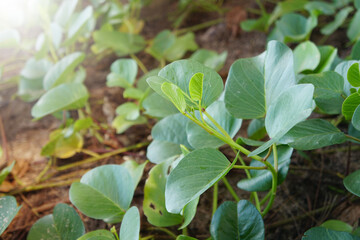 Goat's Foot Creeper, Beach Morning Glory in the nature. 