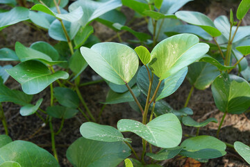 Goat's Foot Creeper, Beach Morning Glory in the nature. 
