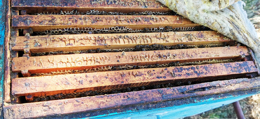 Close up view of the opened hive body showing the frames populated by honey bees.