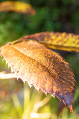 Gros plan sur une feuille d'arbre aux couleurs de l'automne sous le soleil avec des gouttes d'eau...