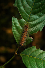 Moth Caterpillar 