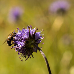 Abeille sur knautie campêtre à Mérens-les-Vals, France
