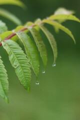 leaf with water drops