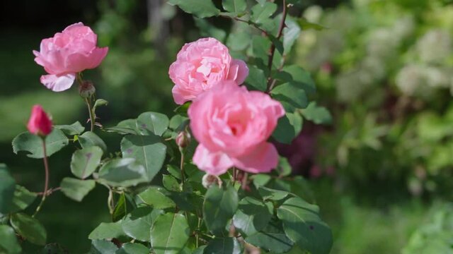 Beautiful garden roses. Pink flowers. Slow motion.