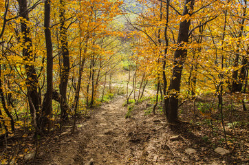 Obraz premium na turystycznym szlaku - Bieszczady 
