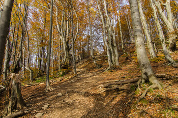 Jesienny las - Bieszczady 