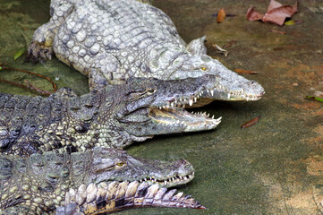 crocodiles