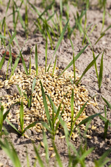 agricultural cereal plants