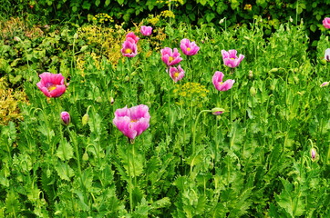 Detail of flowering opium poppy papaver somniferum, white colored poppy flower.