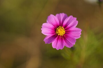 Fototapeta premium コスモス