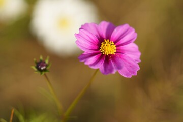 Obraz premium コスモス