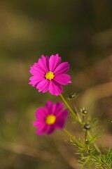 コスモス