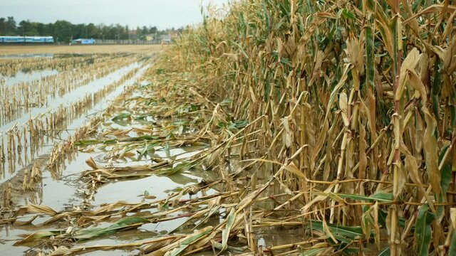 Flood corn mold blight maize yellow ears plants field damaged flooded water mud plantation damage catastrophe crops harvest mildew ear Zea mays green disaster calamity losses fall autumn, spill river