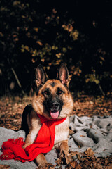 A German shepherd with a red scarf lies on a gray blanket in a yellow autumn forest and poses. Charming curious thoroughbred dog at an autumn photo shoot. Beautiful picture of the dog for calendar.