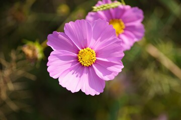 Obraz premium コスモス