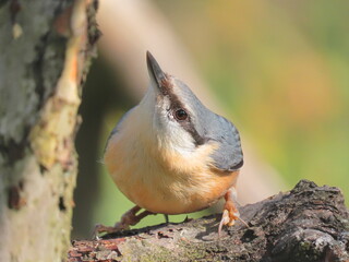 European/Wood nuthatch close-up on a fallen wood trunk.