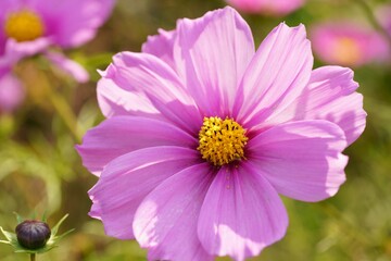 Fototapeta premium コスモス