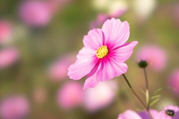 Obraz premium コスモス