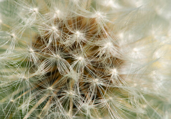 Fototapeta premium dandelion seed head