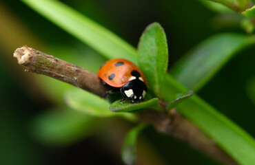 ladybug on a leaf